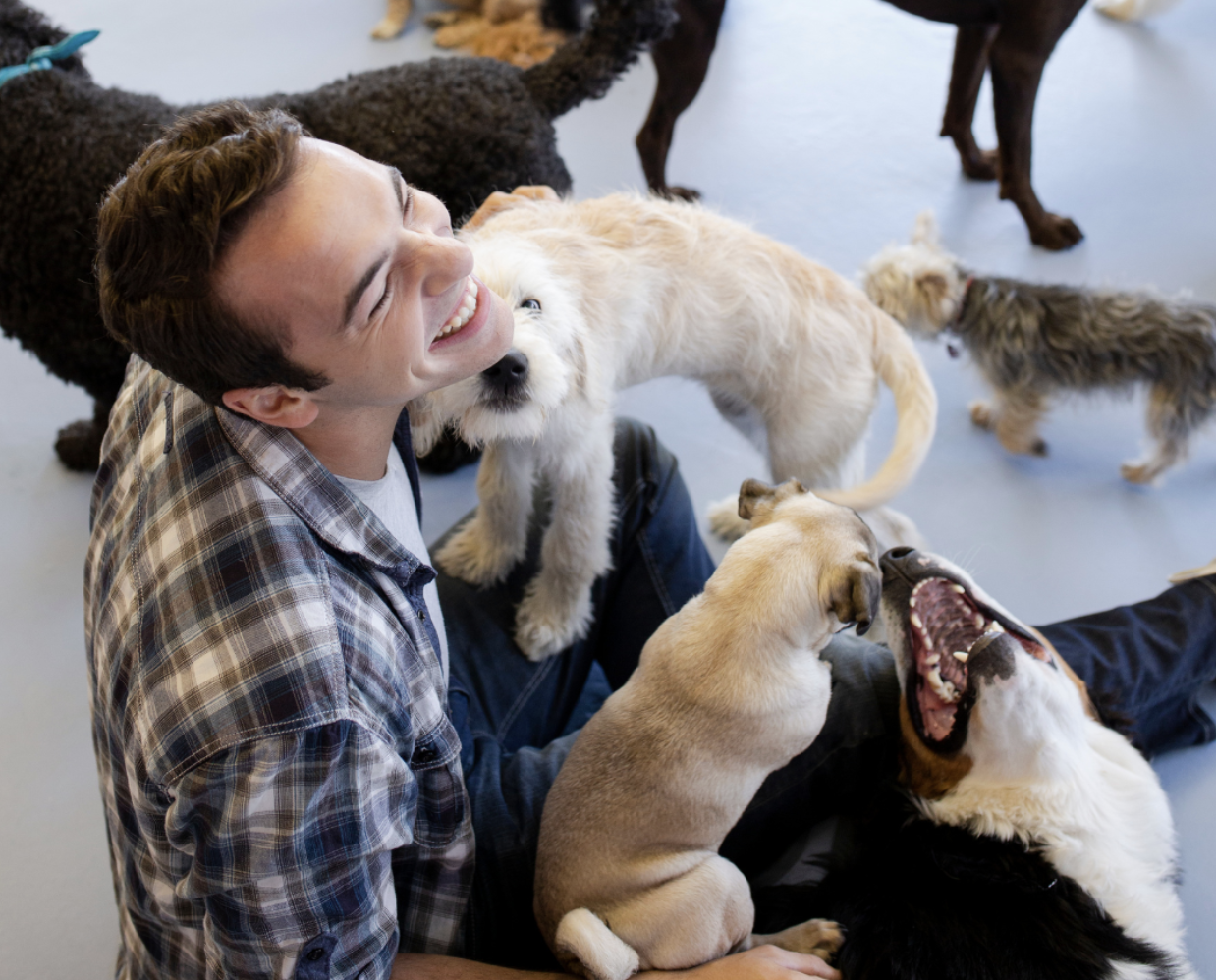 Garderie canine Lille 